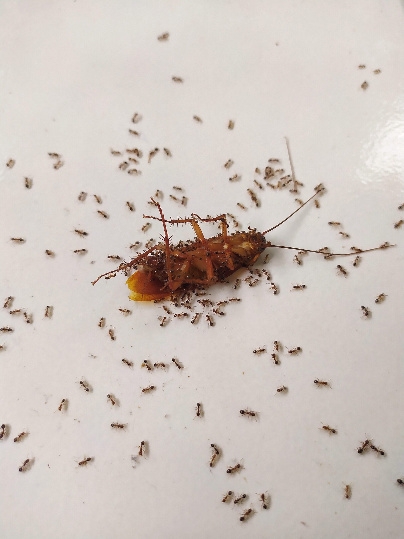 Selective,Focus,Of,A,Dead,Cockroaches,Being,Dragged,By,A